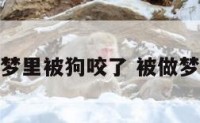 属狗梦里被狗咬了 被做梦狗咬