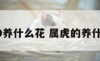 属虎2020养什么花 属虎的养什么花好呢
