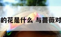 和蔷薇配对的花是什么 与蔷薇对应的情侣名