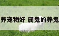 生肖属兔养宠物好 属兔的养兔子好不好
